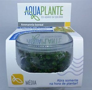 PLANTA AQUAPLANTE ROTALA BONSAI AMMANNIA BONSAI