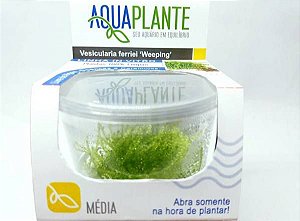 PLANTA AQUAPLANTE VESICULARIA FERRIEI WEEPING