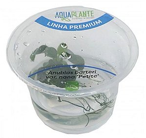 PLANTA AQUAPLANTE ANUBIA BARTERI VAR. NANA PETITE