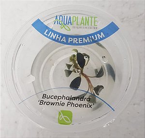 PLANTA AQUAPLANTE BUCEPHALANDRA BROWNIE PHOENIX