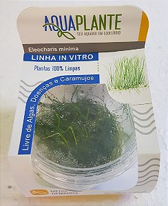 PLANTA AQUAPLANTE ELEOCHARIS MINIMA