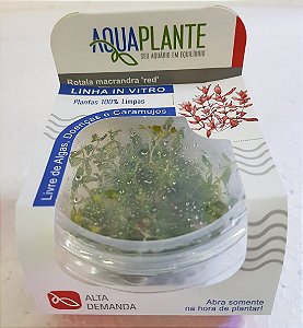 PLANTA AQUAPLANTE ROTALA MACRANDA RED