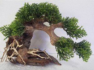 PLANTED BONSAI PSS - REEF POINT