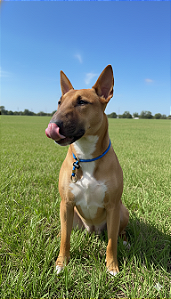 Enforcador Profissional com Trava para Cães – Adestramento e Controle com Segurança - Azul Royal