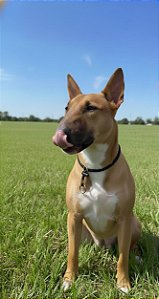 Enforcador Profissional com Trava para Cães – Adestramento e Controle com Segurança - Preto