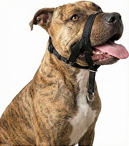 Coleira Cabresto para Cães | Controle e Adestramento