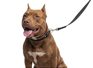 Guia de 2mts + Enforcador para cães - Fita 20mm Premium acabamento em Latão.