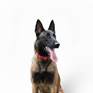 Coleira Enforcador Belga