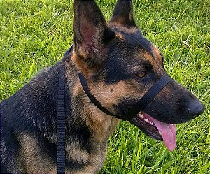 Coleira Cabresto para Treinamento – Modelo Inspirado no Canny Collar