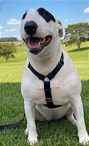 Kit Peitoral Safely Dog Preto l Guia + Cinto de Segurança para Cães