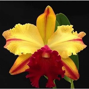 Blc. Toshie Aoki 'Robin' - Adulta