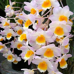 Dendrobium Rosy Cluster - Adulto