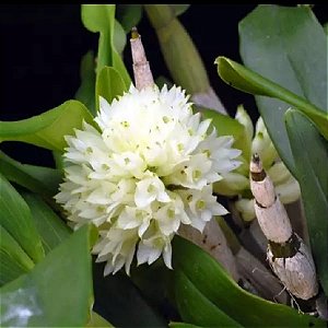 Dendrobium Purpureum Album - Pré Adulta