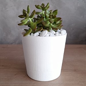ARRANJO DE SUCULENTA VASO POLIPROPILENO