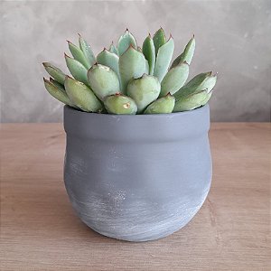 ARRANJO DE SUCULENTA CINZA
