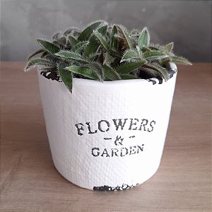 ARRANJO DE SUCULENTA FLOWERS