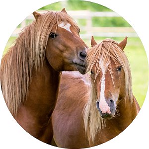 Painel De Festa Redondo 1,50x1,50 - Cavalos Realista 002