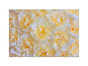 Fundo Fotográfico 2,20 x 1,50 - Flores Amarelo Claro 060