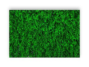 Fundo Fotográfico 2,20 x 1,50 - Efeito Muro Folhagens 020