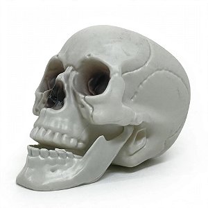 Crânio com Mandíbula Articulada Caveira Halloween