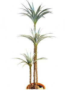 W507-91  ARVORE YUCCA GLORIOSA X3 4/1 (182CM SEM O VASO