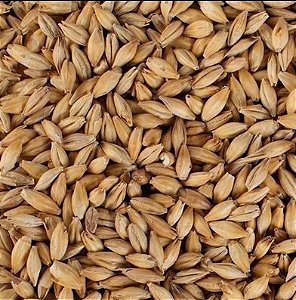 MALTE PILSEN AGRÁRIA