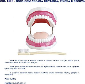 COL 1403 BOCA COM ARCADA DENTARIA, LINGUA E ESCOVA