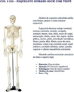 COL - 1102 ESQUELETO HUMANO 85CM COM TRIPÉ