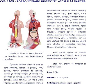 COL 1205 - TORSO HUMANO BISSEXUAL 45CM E 24 PARTES