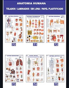 MAPA ANATOMIA HUMANA