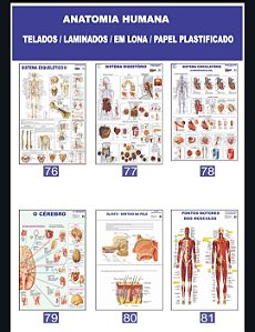 MAPA ANATOMIA HUMANA