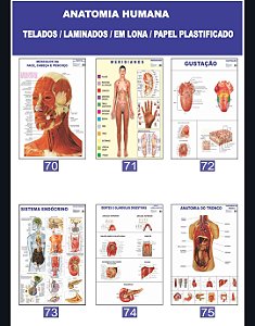 MAPA ANATOMIA HUMANA