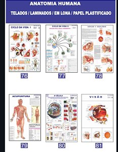 MAPA ANATOMIA HUMANA
