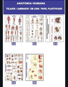 MAPA ANATOMIA HUMANA