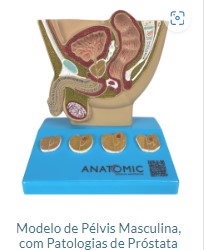 MODLEO PELVE MASCULINA