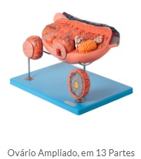 OVÁRIO AMPLIADO EM 18 PARTES