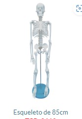 ESQUELETO 85 CM