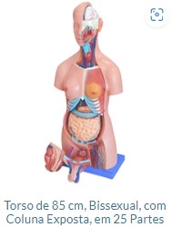 TORSO BISSEXUAL 85 CM 25 PARTES
