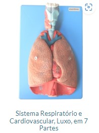 SISTEEMA RESPIRATÓRIO E VASCULAR  LUXO EM 07 PARTES