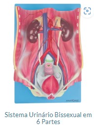 SISTEMA URINÁRIO BISSEXUAL EM 06 PARTES