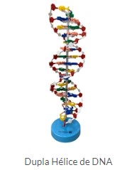 DUPLA HÉLICE DNA