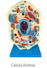 CÉLULA ANIMAL