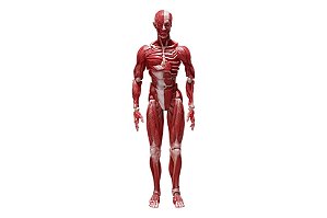 Human Anatomical Model Figma SP-142 FREEing Original