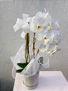 Orquídea no cachepot