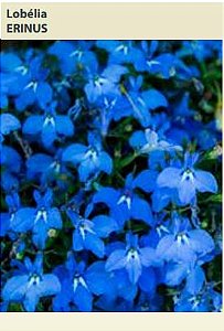 Semente Lobelia Erinus 0,05g - Multi