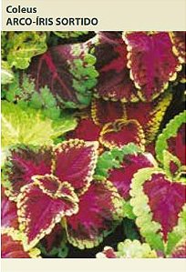 Semente Coleus Arco Iris Sortid 0,15g - Multi