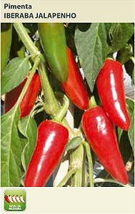 Semente Pimenta Iberaba Jalapenho 0,8g