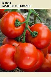 Semente Tomate Rast R. Grand 600mg