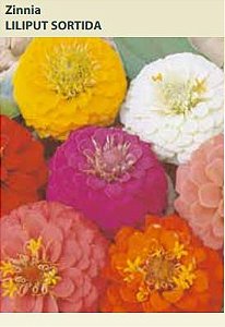 Semente Zinnia Liliput Sort 0,3mg