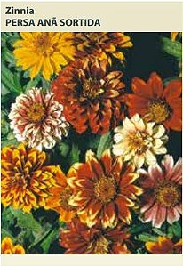 Semente Zinnia Persa Ana Sort 0,3mg
